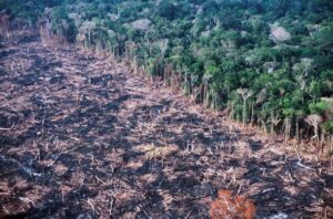 amazon-deforestation