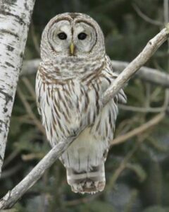 Barred_Owl